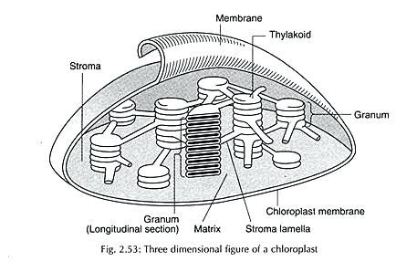 Chloroplast Structure Worksheets