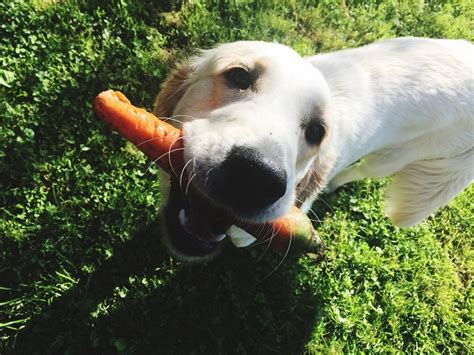 Beterraba Para Cachorro CACHORRO PODE COMER BETERRABA Entenda Os