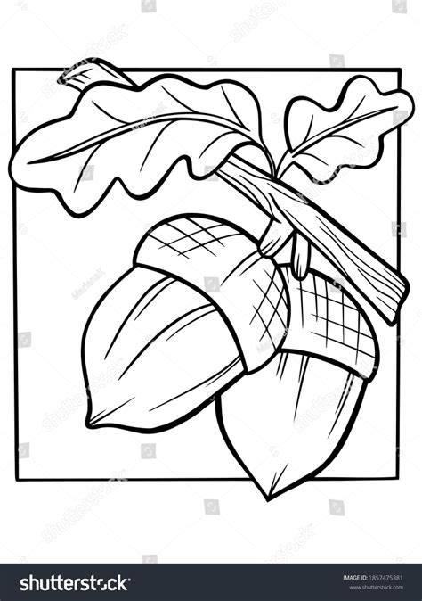 Coloring Book Twig Acorns Vector Autumn Stock Vector (Royalty Free ...