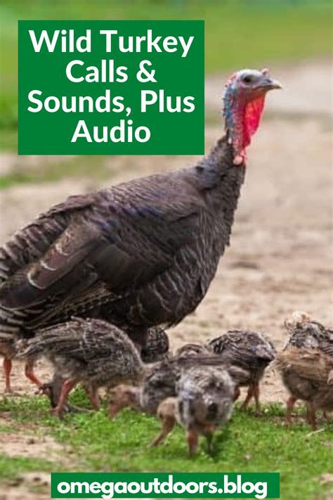 Wild Turkey Calls And Sounds Plus Audio Turkey Calling Wild Turkey