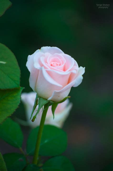 Incredible Compilation Of Stunning Pink Rose Images In Full K Quality