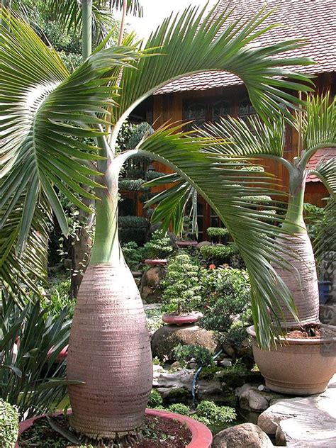 Buy Bottle Palm Online Bottle Palm Tree Palm Trees Landscaping Palm