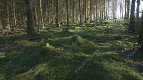 Conifer Forest Floor Brechfa Wales Stock Video Clip K0111966