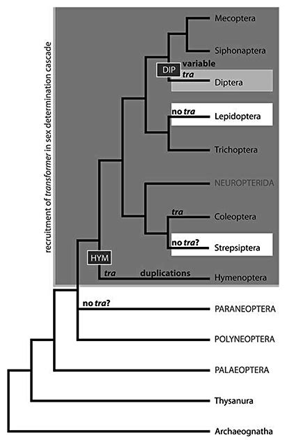 Phylogenetic Distribution And Evolutionary Dynamics Of The Sex