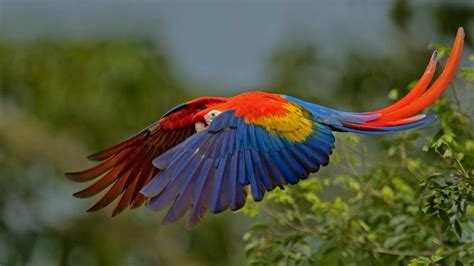 Scarlet macaw in Costa Rica - Bing Gallery