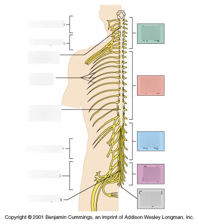 Nerve Plexuses Diagram Quizlet