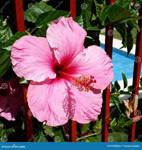 Hibiskus Flower Stock Photo Image Of Hibiskus Plants 97698962