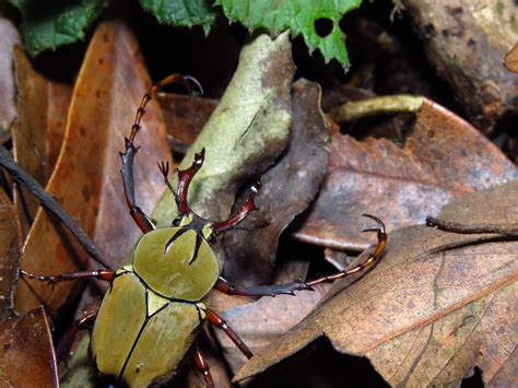 台灣角金龜 Dicronocephalus bourgoini 紀博瑋 Flickr