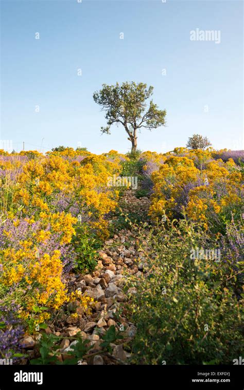 Lone Tree In A Field Of Lavender And Gorse Near The Village Of Monieux