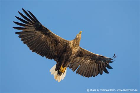 Foto Seeadler Spannweite Fl Gel Thomas Reich Bilderreich