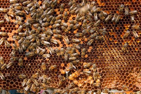 Busy Bees Inside Hive With Sealed Cells For Their Young Stock Photo