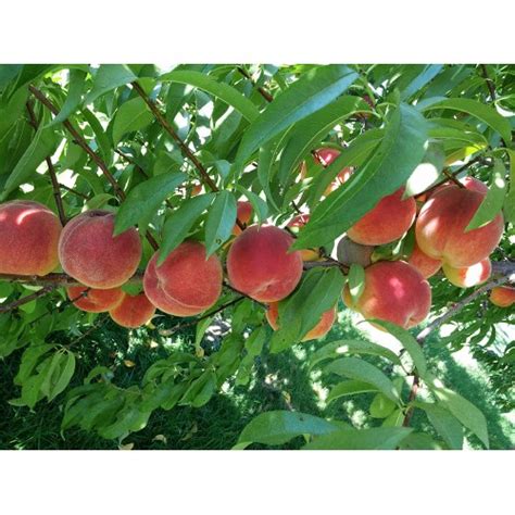 Peach Contender Ferguson Tree Nursery