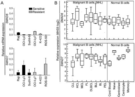 Expression Of Inhibitory Smad S In Lymphoma Cells A Real Time Rt Pcr