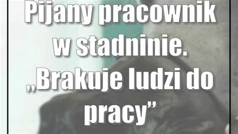 Pijany Pracownik W Stadninie Brakuje Ludzi Do Pracy Cda