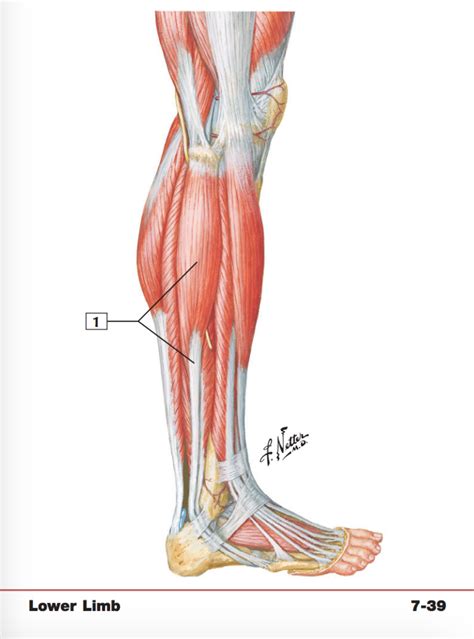 Muscles of Leg: Lateral View Diagram | Quizlet