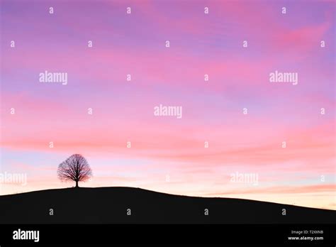 Single tree at sunset Stock Photo - Alamy