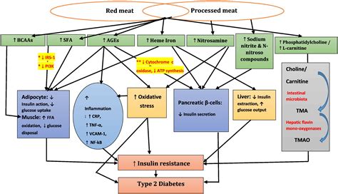 A Review Of Potential Metabolic Etiologies Of The Observed Association