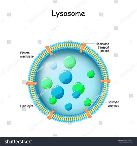 Lysosome Anatomy Lysosome Hydrolytic Enzymes Membrane Stock Vector ...