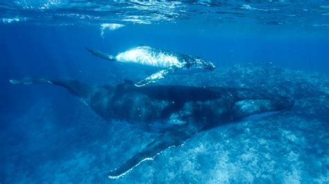 Humpback Whale Watching On Maui Maui Whale Watching Faq