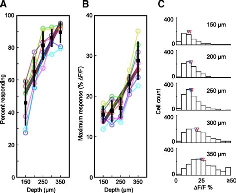 unexpected dependence  cortical depth  shaping neural