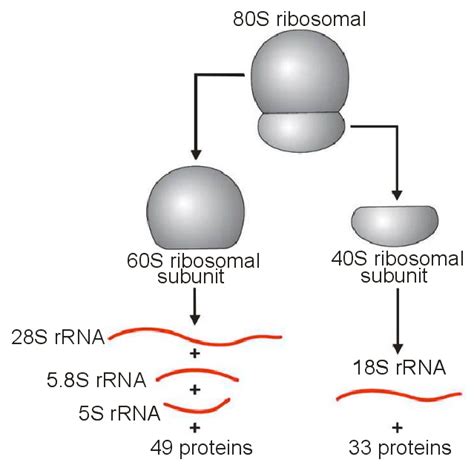 The Sub-units of 80S ribosome will be