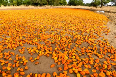 390+ Burkina Faso Temperature Stock Photos, Pictures & Royalty-Free Images - iStock