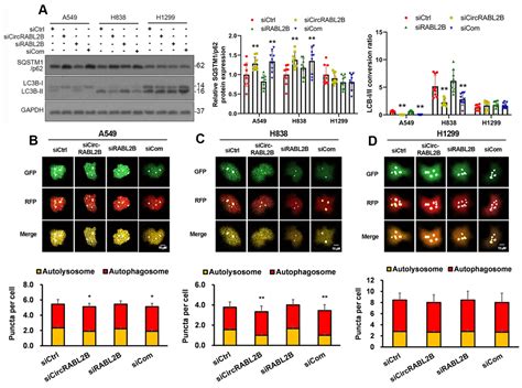 The Circular Rna Circrabl B Promotes Non Small Cell Lung Cancer