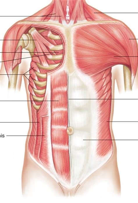 Chest Muscles Diagram Quizlet