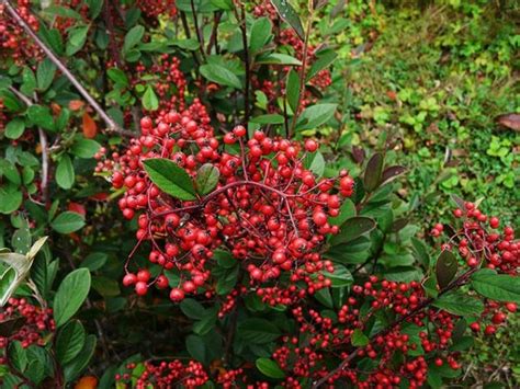 Cotoneaster Lacteus Cotoneaster Parneyi Milkflower Cotoneaster