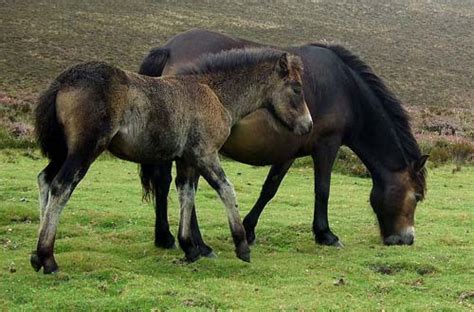 Exmoor Pony | pictures and information