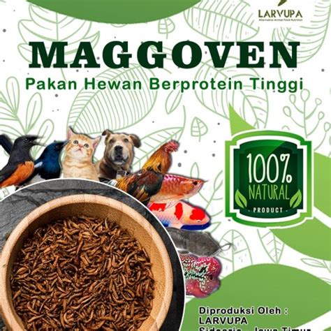 Jual Maggot Bsf Kering Maggoven Pakan Hewan Berpotein Tingggi Kota