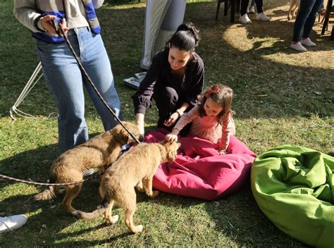 B C Ini I Pisici Care Sper S Aib I Ei Familii De Oameni Se