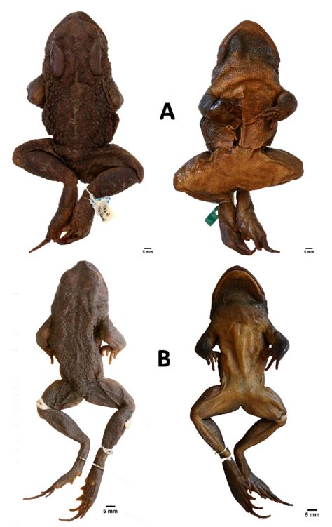 Family Bufonidae II: A—Lectotype of Bufo regularis pardalis (PEM A837 ...