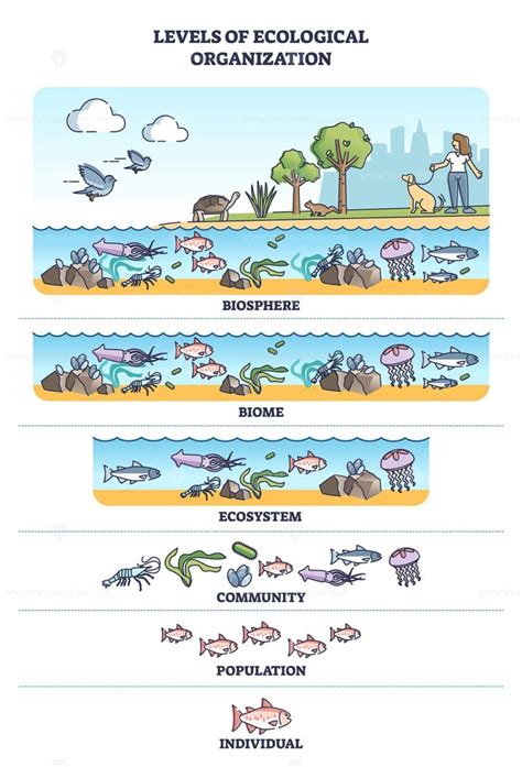 Levels Of Ecological Organization With Organism Division Outline