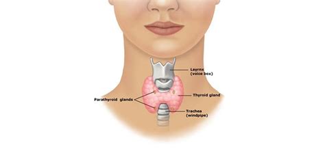 Parathyroid Surgeon | Parathyroid Surgery | Dr Ranjiv Sivanandan