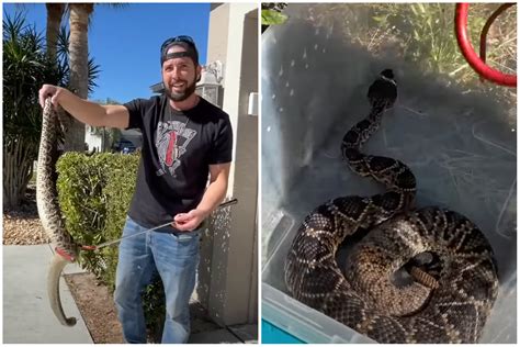 Two Giant Rattlesnakes Caught In Florida At Cop S Home Newsweek