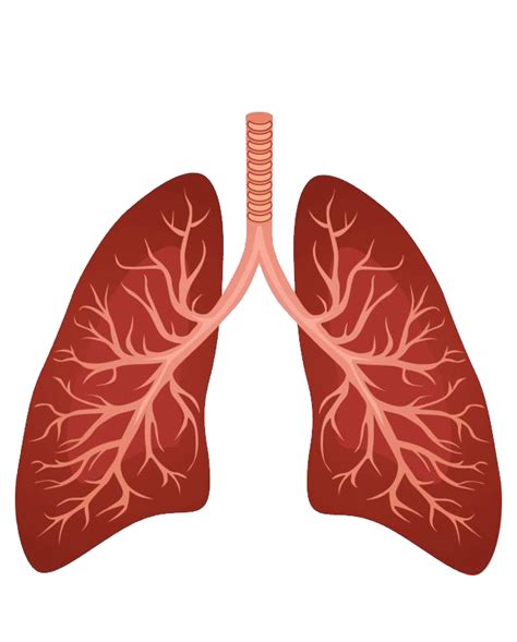 Lungs Png Images Transparent Background Png Play