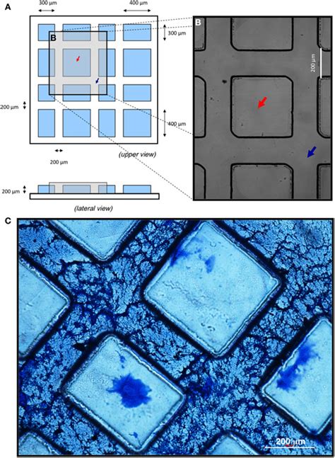 Frontiers Modeling Neural Differentiation On Micropatterned