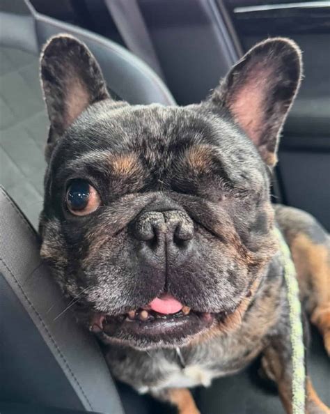 Gabriel the special needs French Bulldog - Little Legs
