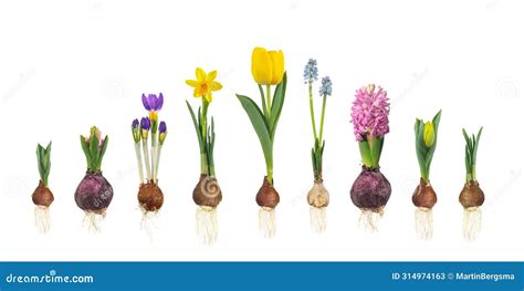 Growth Stages Of Tulip Hyacinth Blue Grape Crocus And Narcissus