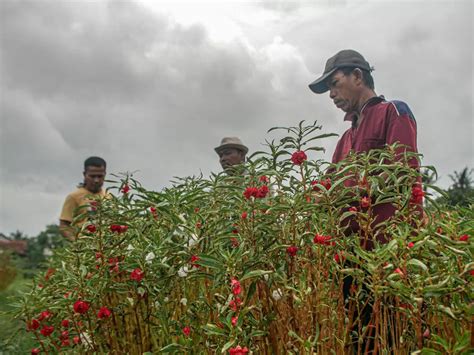 Petani Bunga Pacar Air Kabanjiran Pesanan Saat Ramadhan