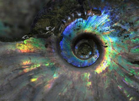 Bizarre Nude Creature Fossil Discovery Poses So Many Questions