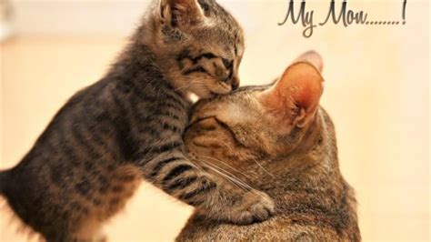 Kitten, Cute, Kiss, Cats - Cat Giving Kiss - 1366x768 Wallpaper - teahub.io