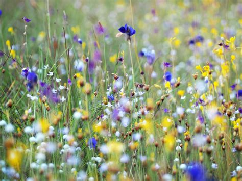 Beautiful Grass Flower In The Field Stock Image Image Of Outdoor