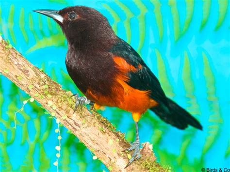 Le Oriole De Martinique Ou Carouge De La Martinique Icterus Bonana