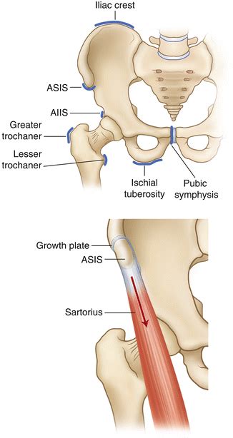 Pelvic Anatomy Asis - Human Anatomy