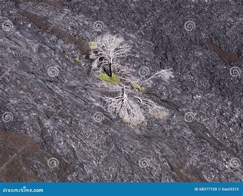 Lava Rock Formation in Hawaii Volcano National Park Stock Photo - Image ...