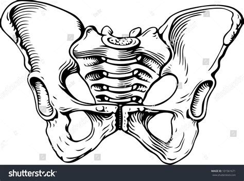 Human Pelvis Female Stock Vector 101561671 Shutterstock