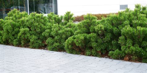 Go Green With Evergreens Platt Hill Nursery Blog And Advice