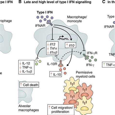 Pdf Type I Interferons In Tuberculosis Foe And Occasionally Friend